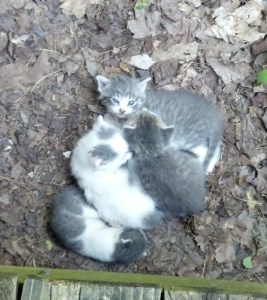 kittens cropped